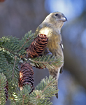 White winged Crossbill 5414
